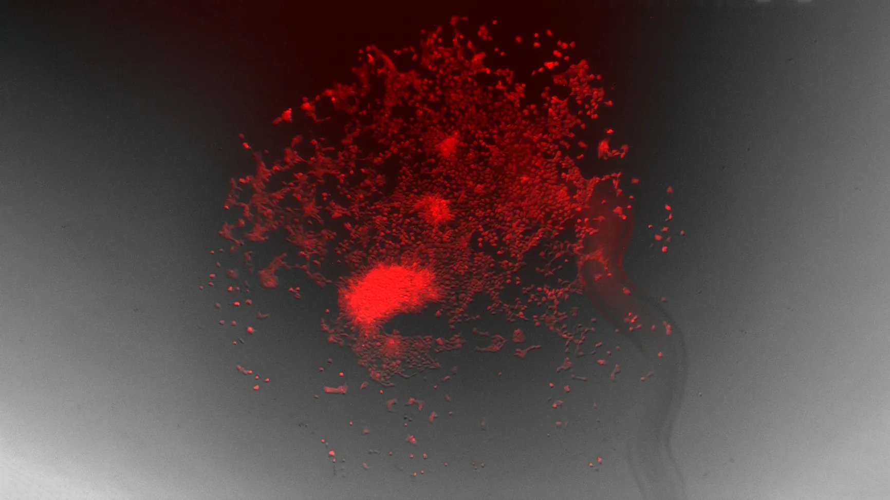 illuminated blood celll